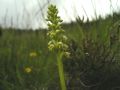 Pseudorchis albida